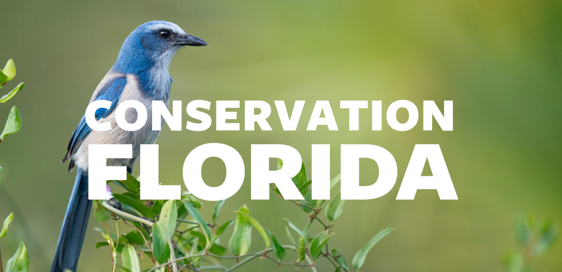 Conservation Florida